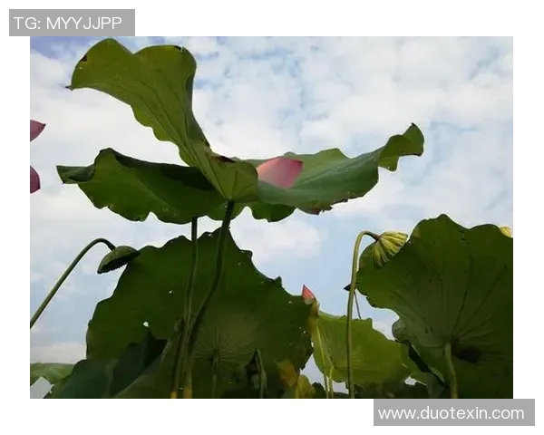 姚明经典老歌回忆录：那些年我们一起听过的动人旋律与感人故事